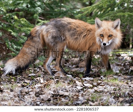 Red Fox close-up profile side view in the spring season with coniferous branches background and enjoying its environment and habitat. Fox Image. Picture. Portrait.