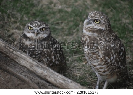 Portrait of owls of Houston, Texas