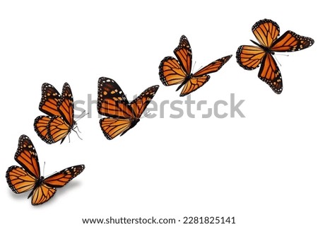 Monarch butterfly flying on white background.