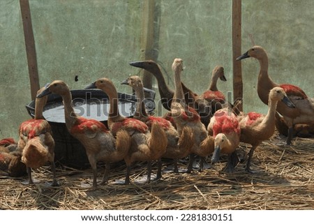flocks of ducks surround the drinking bucket