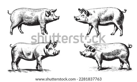 Set of pigs hand drawn sketch illustration Farming Royalty-Free Stock Photo #2281837763