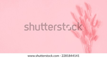 Beautiful flowers pink composition. Dry fluffy bunny tails grass Lagurus Ovatus flowers on pink background.  Pink pom pom plants.  Floral minimal concept. Flat lay, top view, copy space Royalty-Free Stock Photo #2281844141