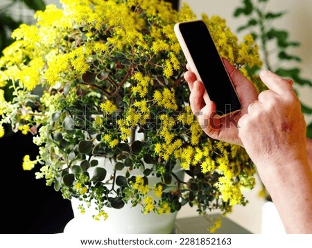 An elderly woman takes a bright yellow home flower Aichrizon, a tree of love or family happiness, and uploads photos to social networks. Life, life and favorite hobbies of pensioners. 