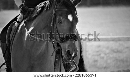 Portrait of beautiful racing horse black and white