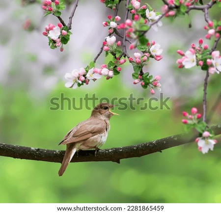 songbird nightingale sits on a branch of a pink apple tree in spring blooming garden Royalty-Free Stock Photo #2281865459