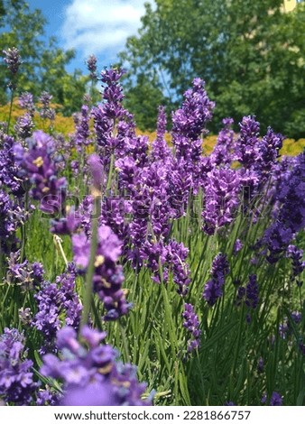 The subtle and delicate aroma of lavender soothes the soul and heart. Travel during your meditations, staying on a positive and harmonious mental note.  :)