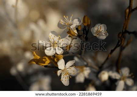 
Spring gardens with blooming trees. Pastel tones. Artistic photos of flowers. Fresh flowers. Floral background.