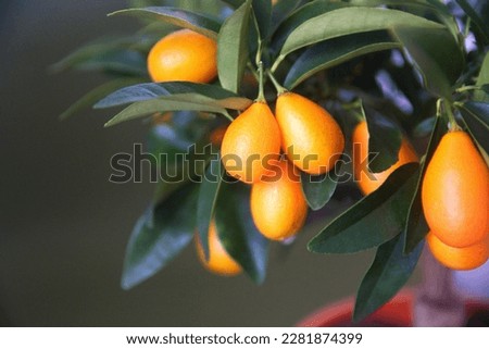  Kumquat tree,  with orange fruit, fortunella margarita, ornamental houseplant native to Southern China Royalty-Free Stock Photo #2281874399