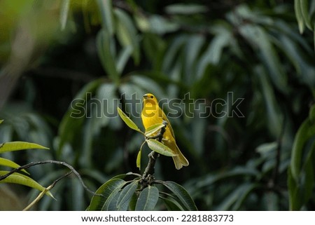 Colombian saffron finch spotted on a twig of mango tree against 
dark green leaves background, Copacabana, Antioquia, Colombia Royalty-Free Stock Photo #2281883773