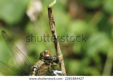 dragonflies are eating insects. macro photo of dragonfly.