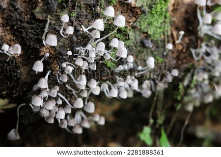 a group of small mushrooms, Coprinellus disseminatus belonging to the species of agaric mushroom, belonging to the Psathyrellaceae family that grows on a large rotting tree trunk.