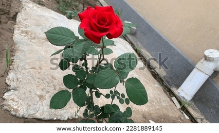 Red Rose Flower and green petals in spring . This photo is captured on Wednesday 29 March 2023 at plant bed.
