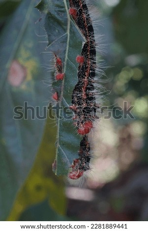 lepidoptera marginata larvae on avocado leaves