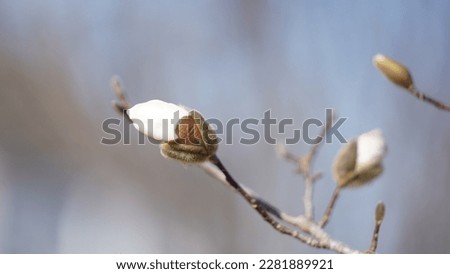 Magnolia buds blooming in the spring.