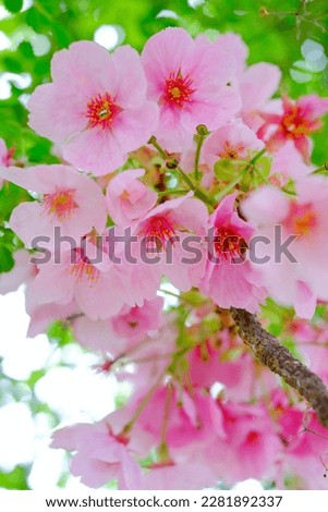 A picture of cherry blossoms in full bloom