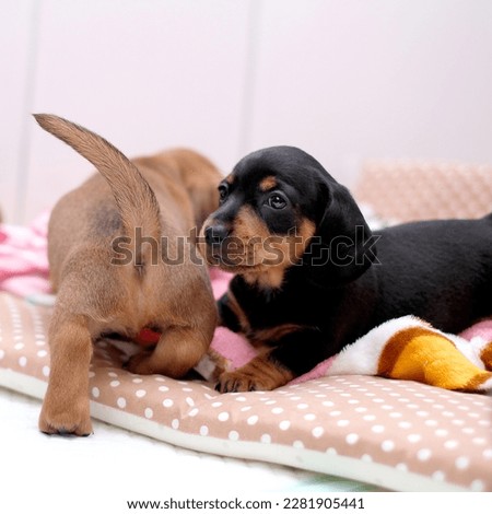 Puppy Dachshund Dog Stock Photo