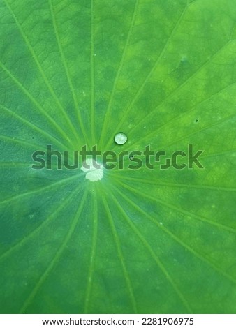 Lotus Leaf, water Drops, Beautiful Wallpaper