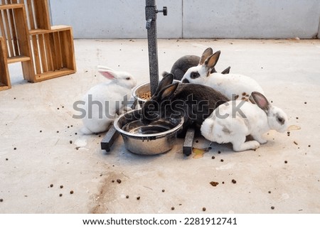 the rabbit family is having breakfast