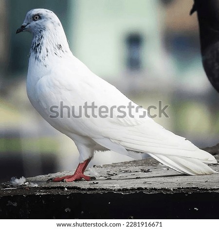 Closeup photo of a beautiful white pigeon ready for picture