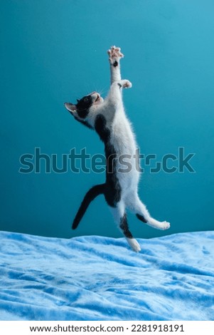 Black and white funny kitten on a blue background that jumps trying to reach the toy