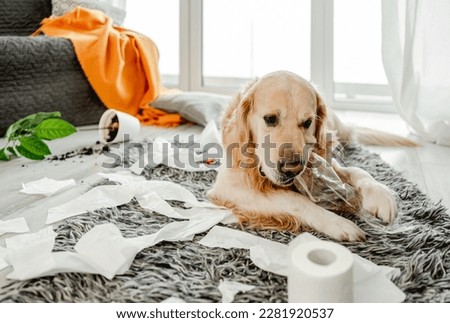 Golden retriever dog playing with toilet paper in living room and broke plant. Purebred doggy pet making mess with tissue paper and home flower Royalty-Free Stock Photo #2281920537