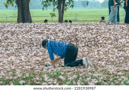 Asian man wear blue shirt using camera to take selfie with the scenery of beautiful pink trumpet tree blooming and falling on ground like the pink road. People relaxing with beautiful outdoor nature .