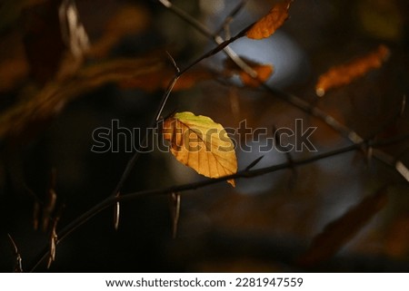 leaf in afternoon sun in autumn
