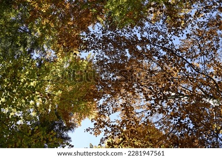 Tree Canopy in the Fall