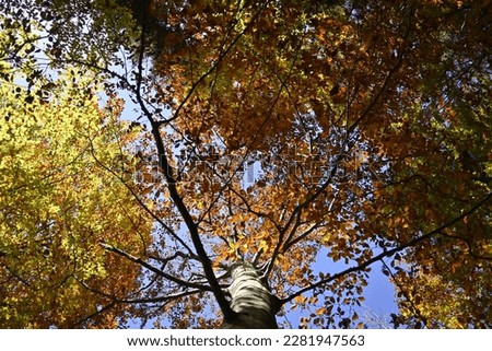 Tree Canopy in the Fall with tree trunk