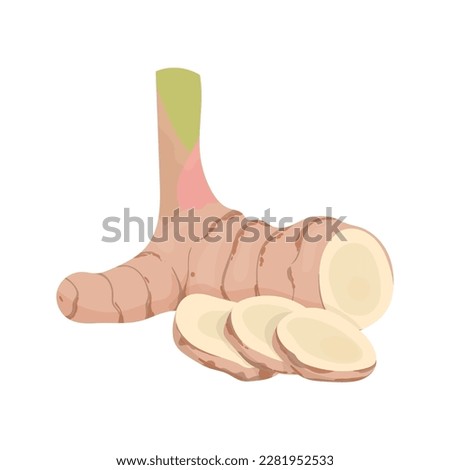 Galangal icon of three slices and a whole root. Ginger spice. Thai and Asian cuisine. Royalty-Free Stock Photo #2281952533