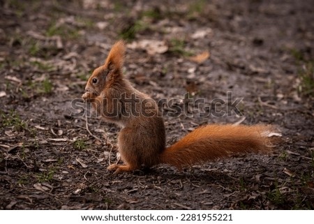 Little red squirrel in a park