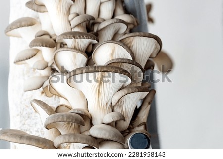 growing mushrooms at home, vertical rack for growing mushrooms. homegrown healthy food Royalty-Free Stock Photo #2281958143