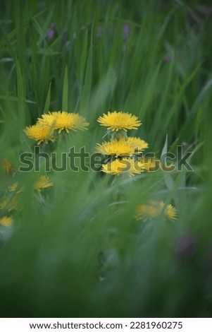 background photo wallpaper with beautiful, juicy, green, bright, summer grass and orange dandelions and daisies on a sunny day