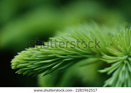 Beautiful young green spruc background. Spring background. Copy space. Soft focus	                              