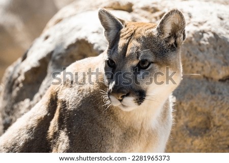 A mountain lion at the OC Zoo.  Royalty-Free Stock Photo #2281965373