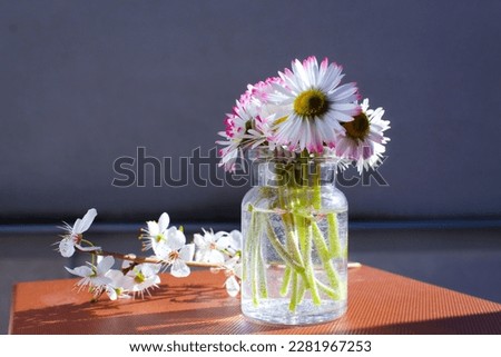 Small glass vase with first spring flowers,  white daisies 