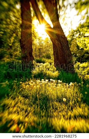 A sunburst behind two trees as the sun sets. The foreground is intentionally blurred to draw your eye to the arch between the trees, to the light. Dandelions are backlit in this warm toned image.