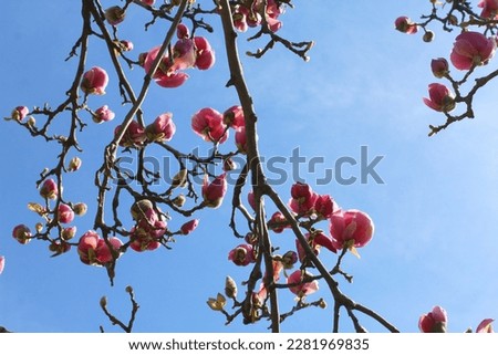 Close up of branches with magnolia buds and pink flowers.  Blue sky background 