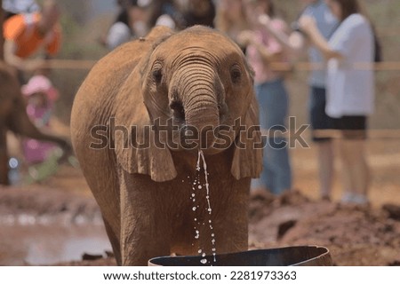 front profile of a cute baby african elephant drinking water with its trunk with tourists in the background, Sheldrick Wildlife Trust Orphanage, Nairobi Nursery Unit, Kenya