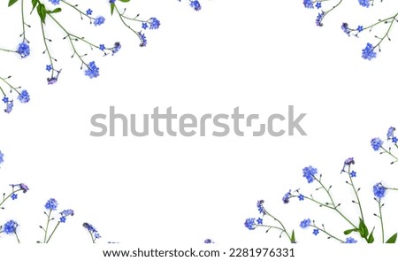 Blue flowers forget-me-not on a white background with space for text. Top view, flat lay