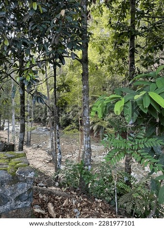 A calm river in deep forest. Gunung Lambak, Johor
