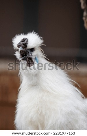 Portrait at Silkie Chicken in the zoo