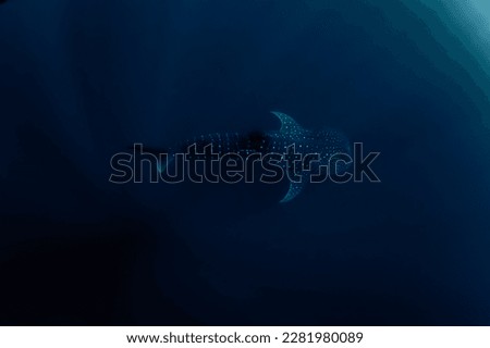 Horizontal photo of beautiful whale shark in the blue deep of Indian Ocean