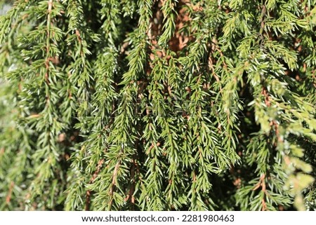 Beautiful juniperus communis in sunny March Royalty-Free Stock Photo #2281980463