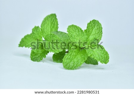 papermint leaf ( pudina leaf) on a white background looks so amazing a close picture of papermint leaf
