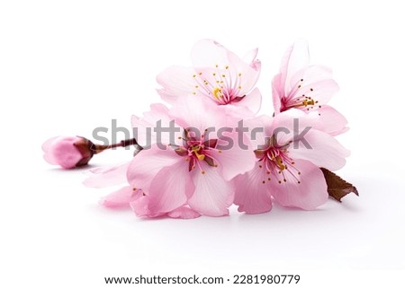 Pink cherry blossom on white background, isolated Sakura tree branch Royalty-Free Stock Photo #2281980779
