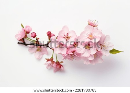 Pink cherry blossom on white background, isolated Sakura tree branch Royalty-Free Stock Photo #2281980783