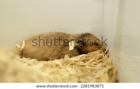 Cute hamster sleeping peacefully at pet store
