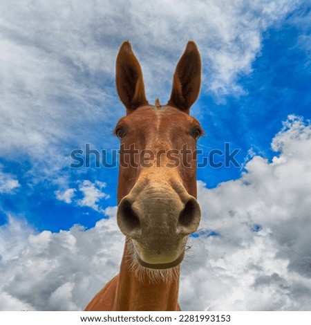 Picture of A brown Horse taken from low angle while horse looking at the camera. blue sky with clouds in background.