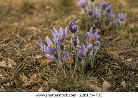 Pasque flowers on spring field. Photo Pulsatilla grandis with nice bokeh. Spring flower. Purple flower. Poisonous flower. Royalty-Free Stock Photo #2281994735